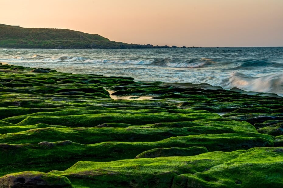 water, sea, seashore-3252355.jpg